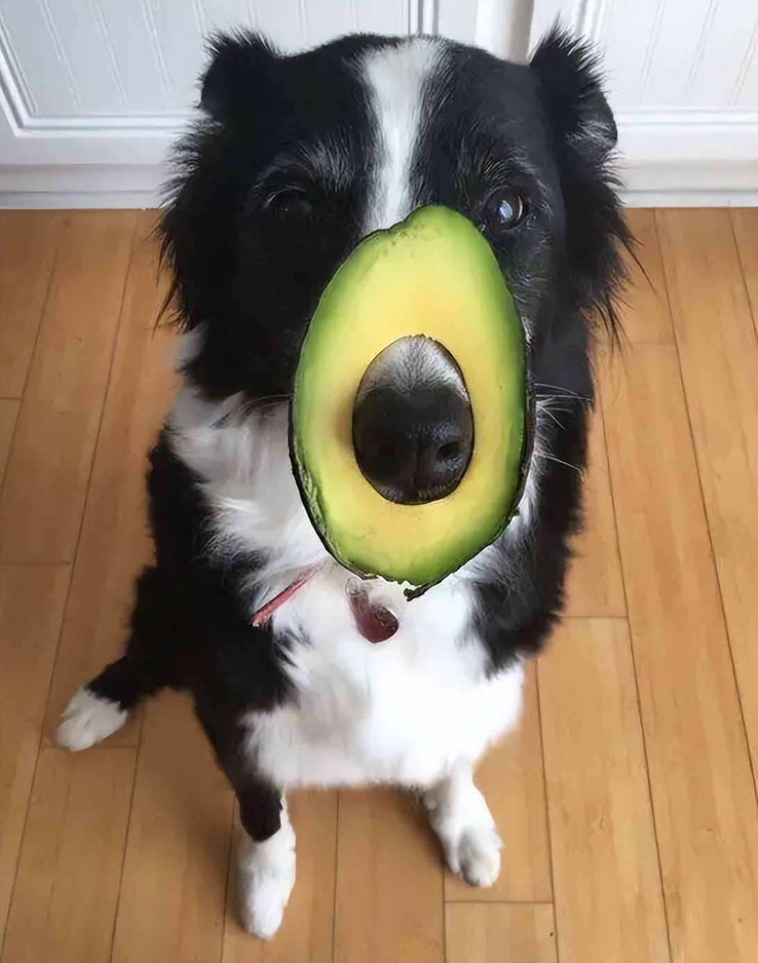 狗狗吃水果注意什么,夏天给狗狗吃什么能解暑