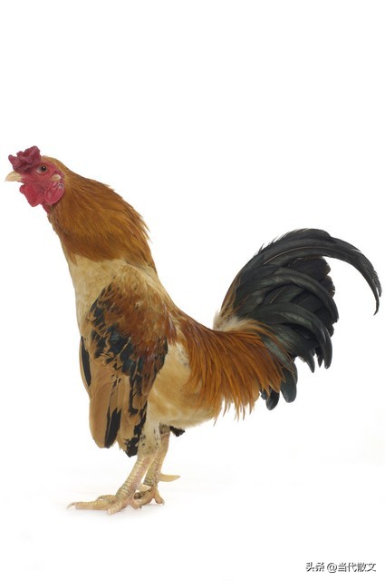 当代诗歌散文,当代散文朗读