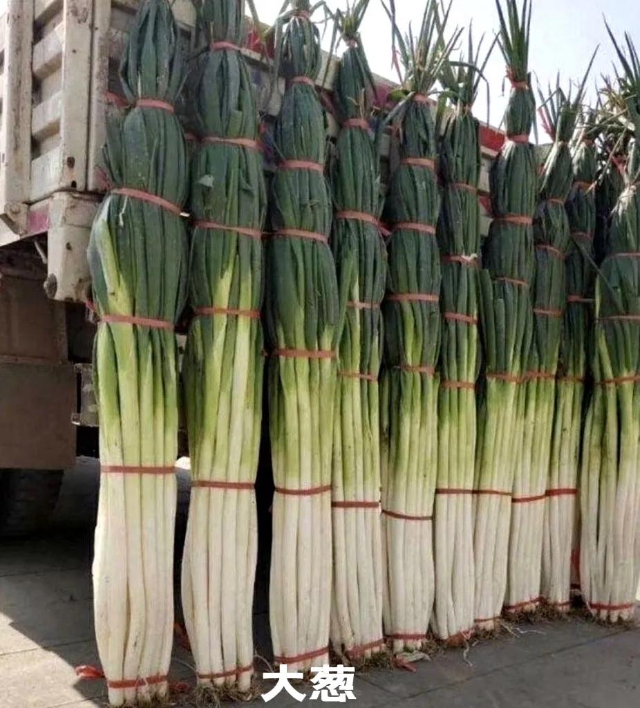 百合科葱属植物都有什么,植物学授课视频