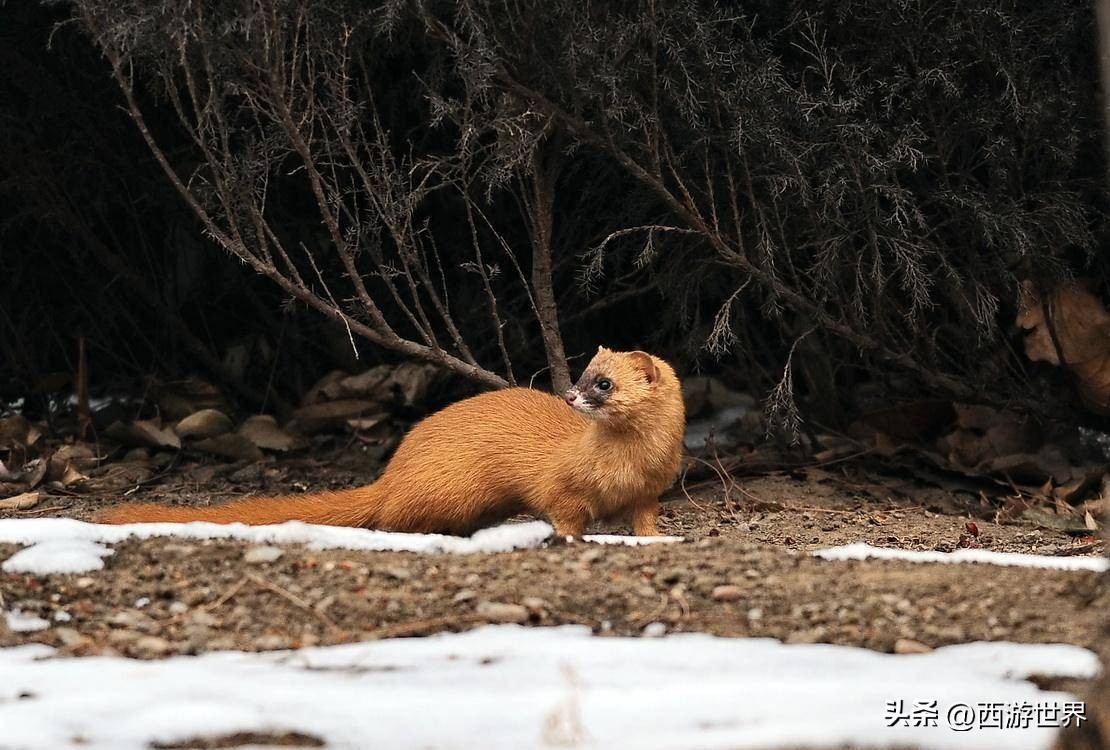 鼬鼠本领,鼬科动物为什么这么敏捷