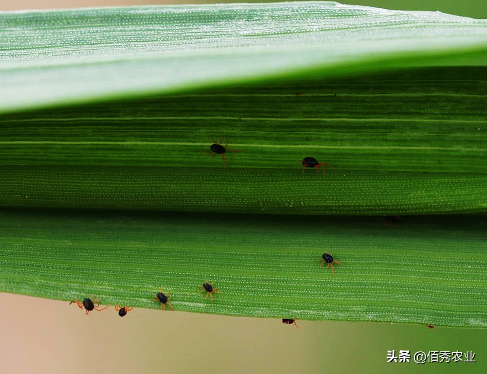 危害小麦的“红蜘蛛”,农民不要多花冤枉钱,低成本防治也有效