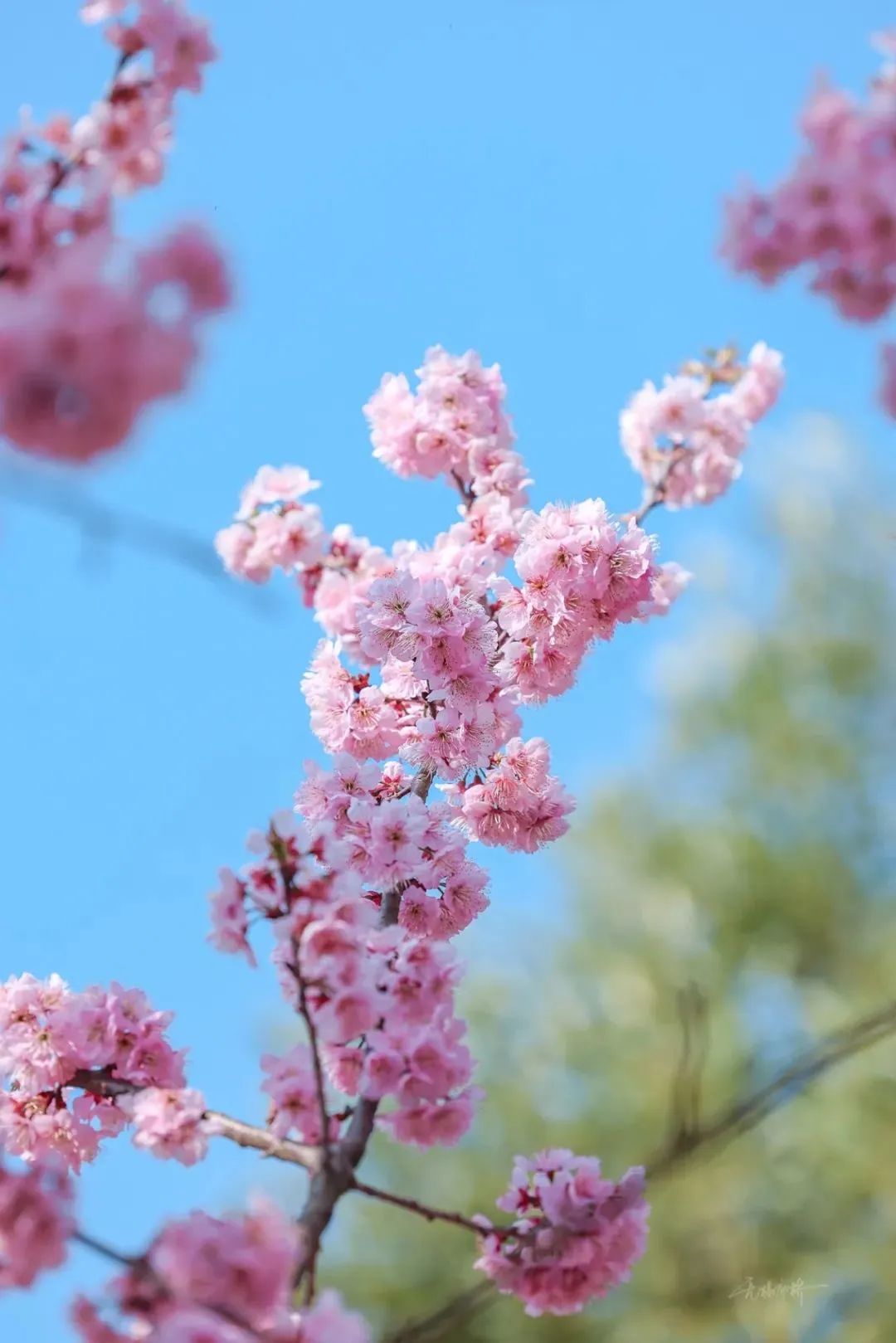 日本100个最佳樱花景点,日本十大樱花景点
