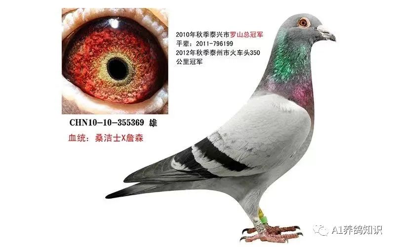 养鸽用哪些中药配方,养鸽人必备四种常见人用药