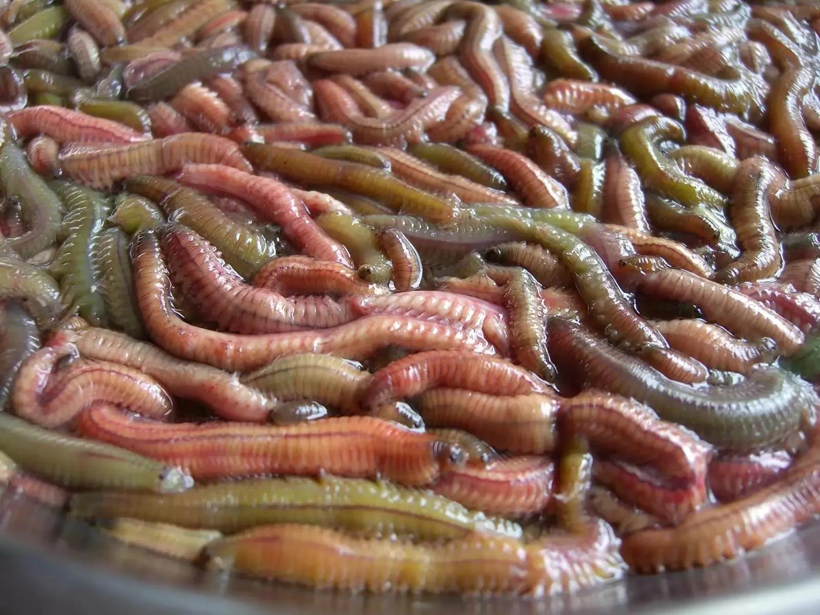 有你敢下嘴的吗？