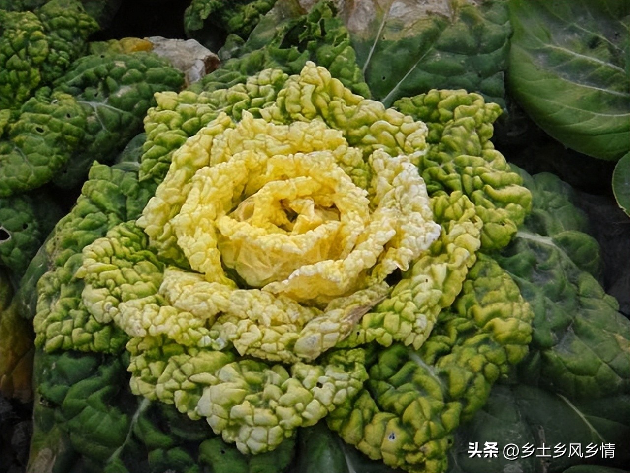 白菜可以种花吗,耐寒的白菜种