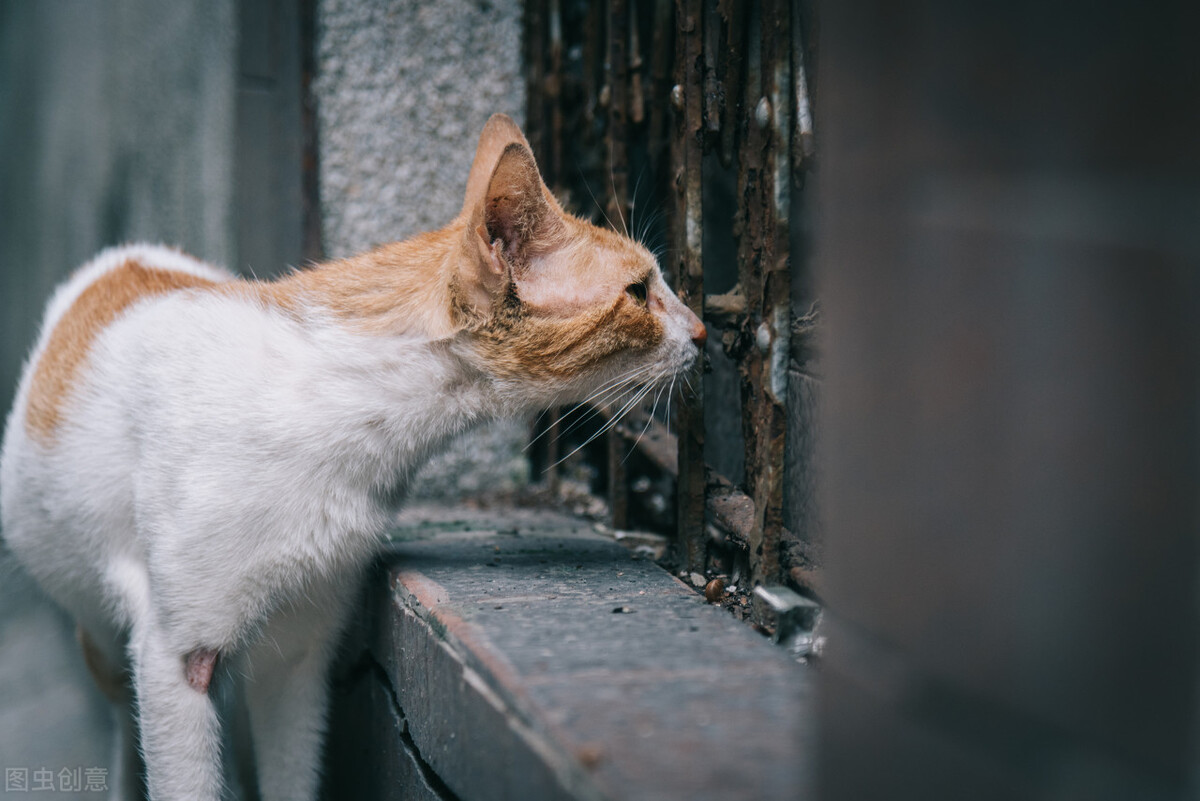 猫长癣是什么原因,猫长癣了