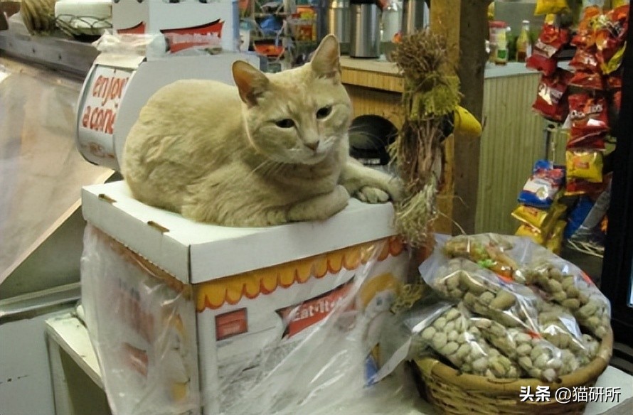 盘点那些有铁头功的猫咪 (盘点世界上那些有编制的猫咪)