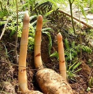 野生天麻图片植物,天麻植物图片大全大图