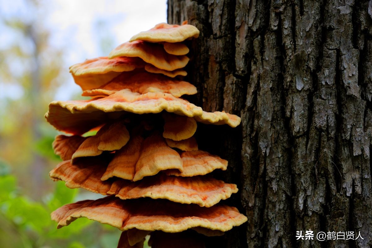 高效环保清洗剂环保好用,活性生物酶洗涤剂