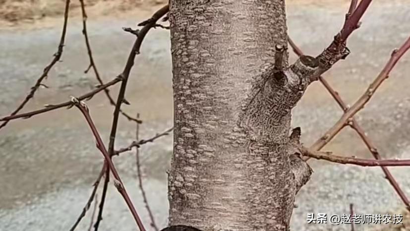 桃树修剪什么时候不留桩,桃树修剪不留桩能出来新芽吗