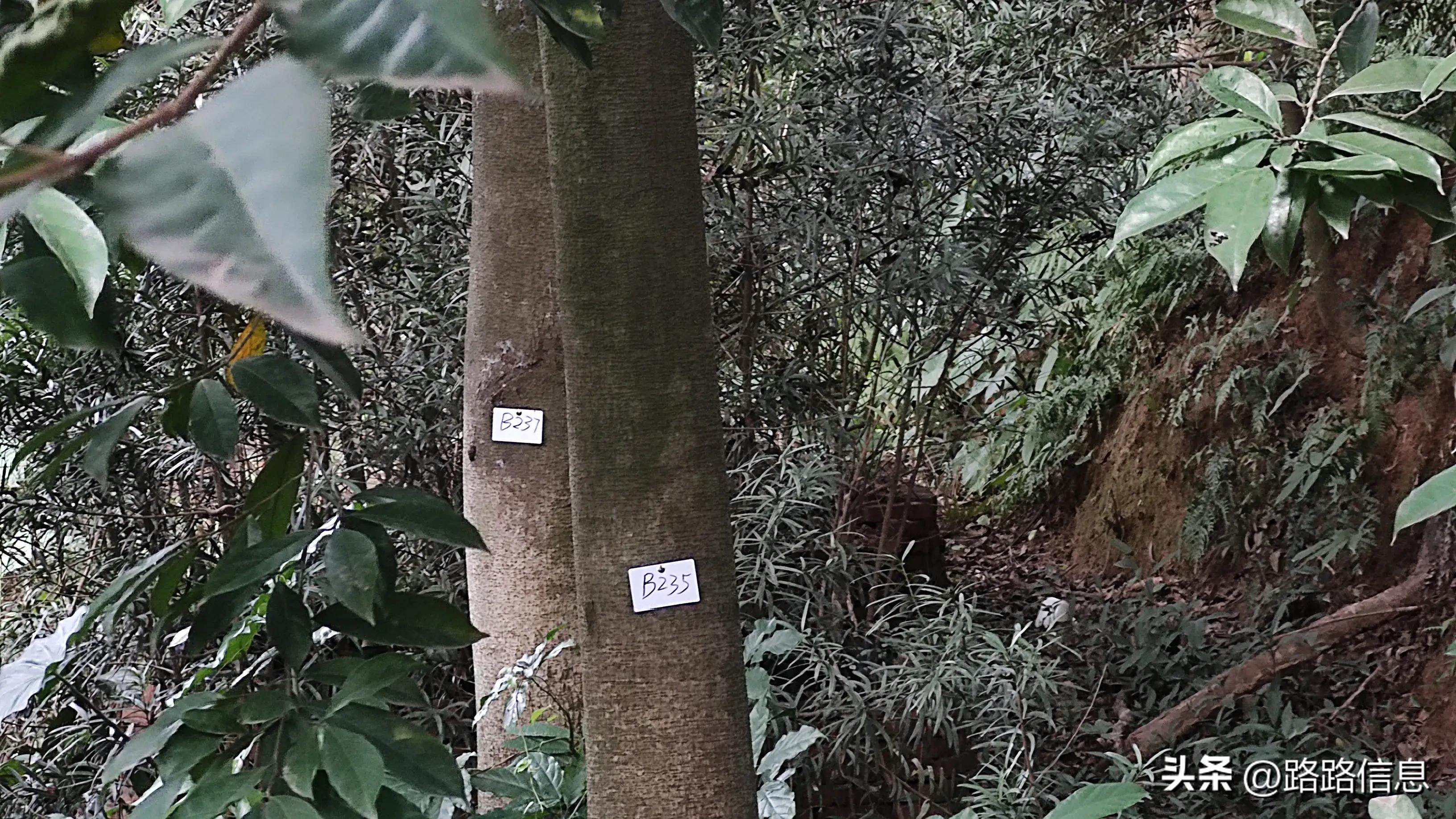 佛穗莞城际陈家林站,穗莞佛城轨陈家林站