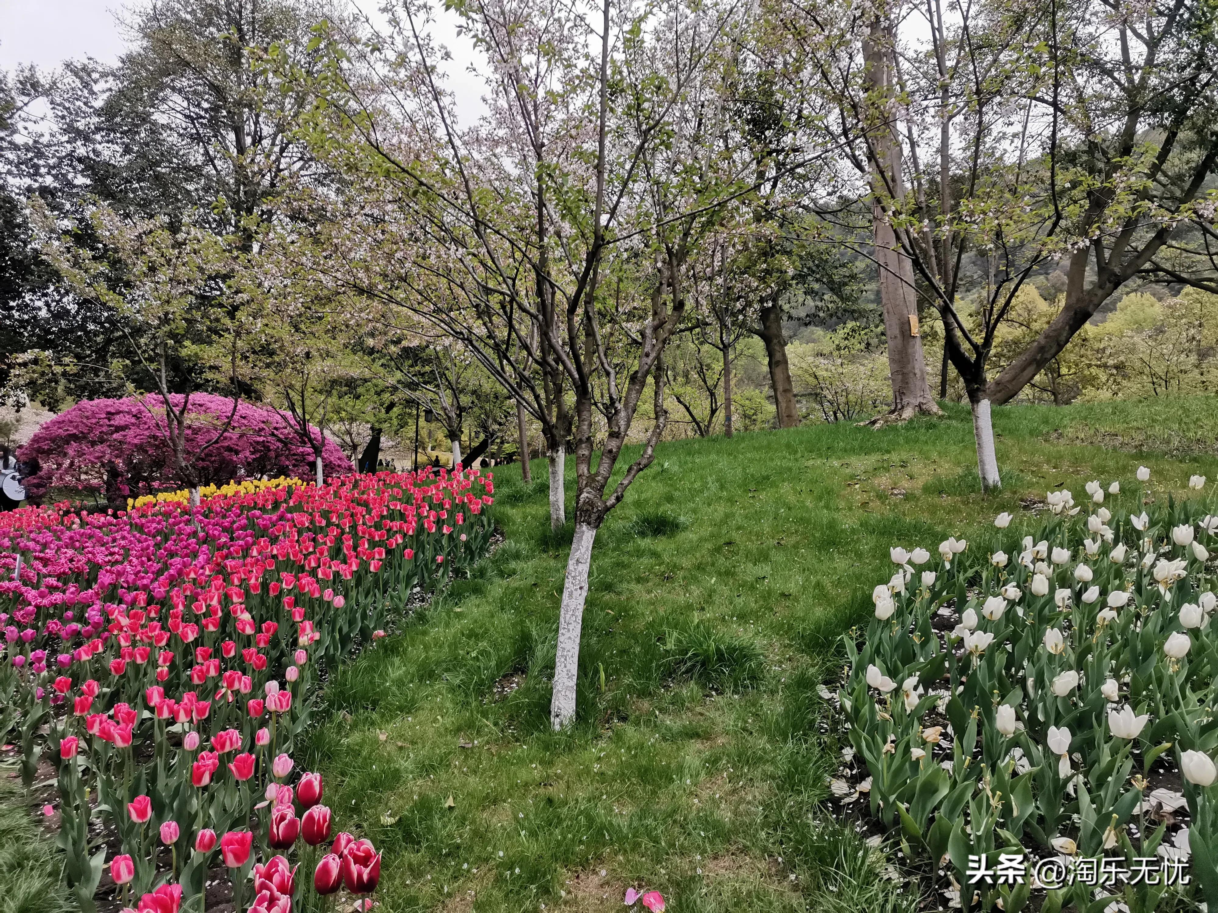 来杭州不要错过紧邻雷峰塔和苏堤的太子湾公园花展！#赏花地图