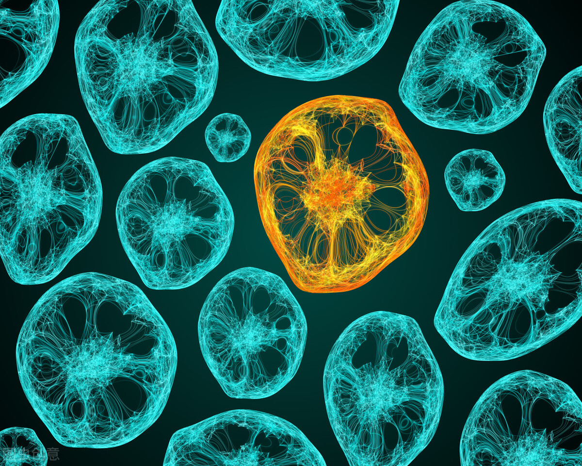 金星捕蝇器：这是个啥？