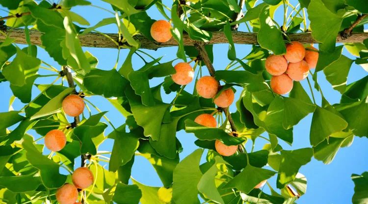 中国最能代表福气的植物,中国十大吉祥植物排行榜