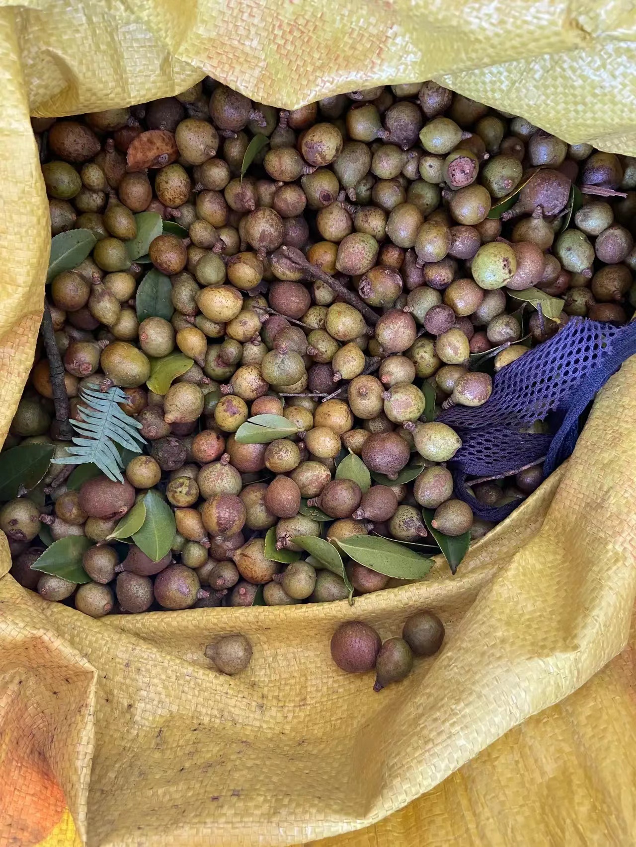 农村种植茶树的前景,种一亩茶树一年的收入多少钱