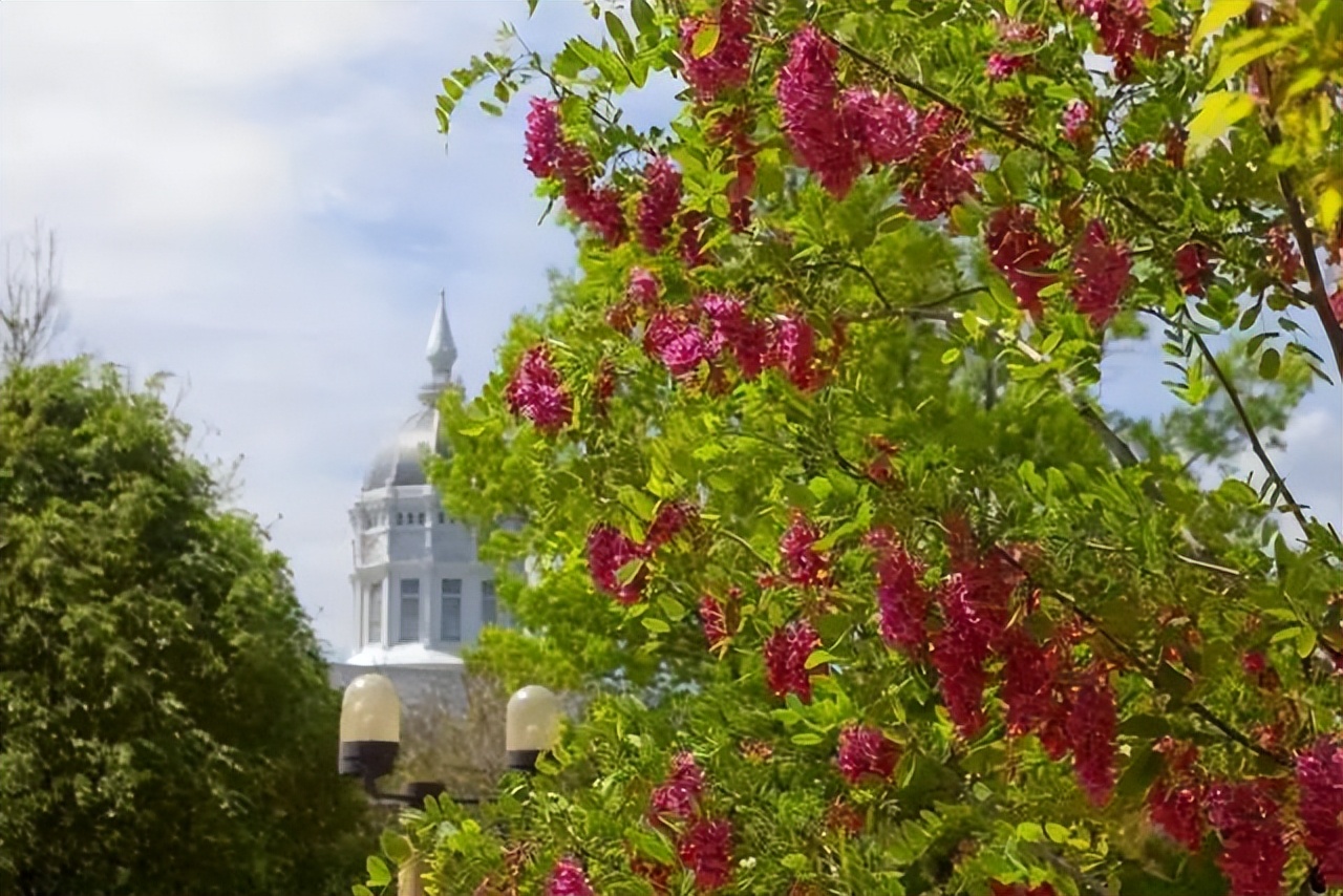 槐树的花吃了有毒吗,槐树花开花有毒吗