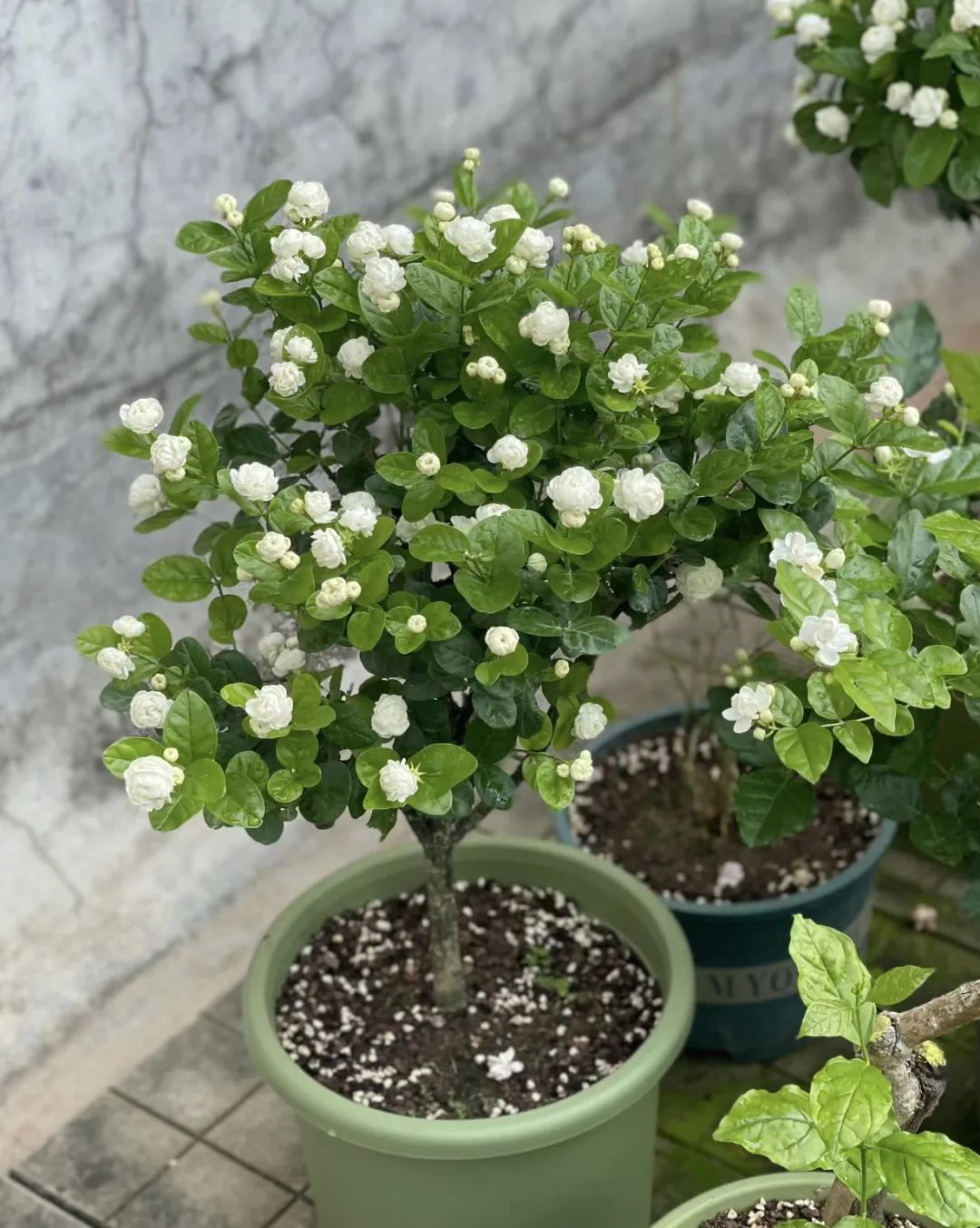 鍠滄按鑺卞摢绉嶆渶濂藉吇,閫傚悎瀹ゅ唴鍏荤殑鍠滄按鑺卞崏