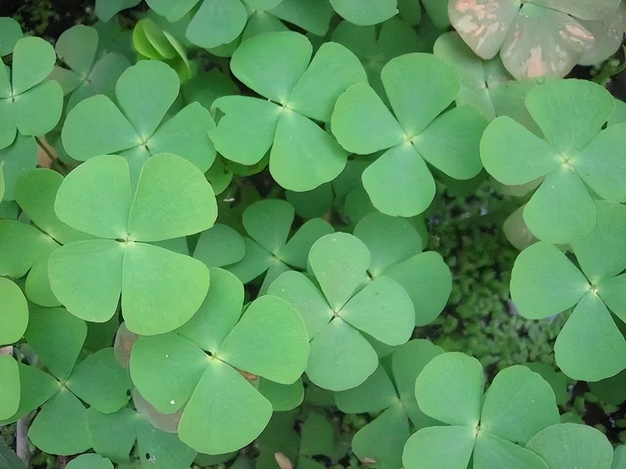 古代现代，古人今人，都只是长江做过的梦，来来去去丨周末读诗