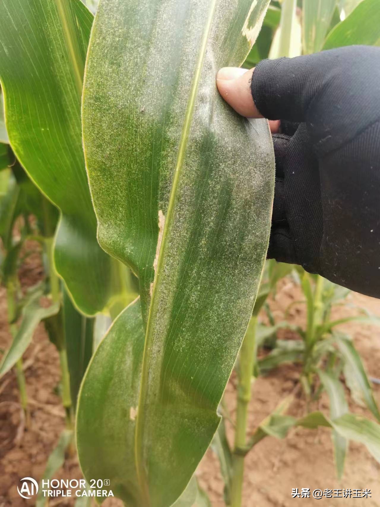 一招搞定红蜘蛛,红蜘蛛几点打好