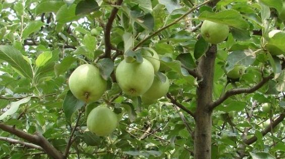 苹果树施氮肥最佳时间,苹果树施氮肥的作用