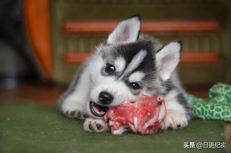 狗为什么不敢偷吃主人的食物,狗偷吃不该吃的东西怎么办