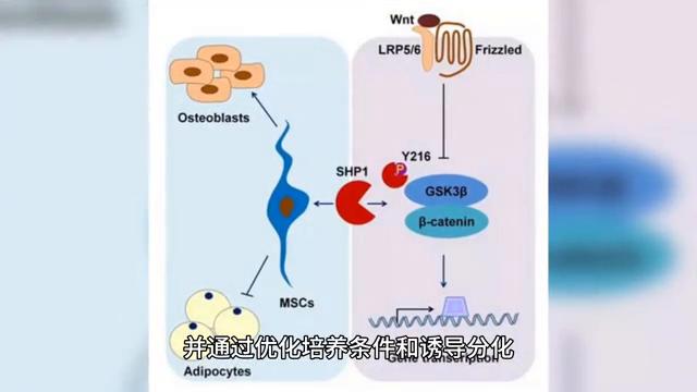 干细胞治疗近视有什么效果,2025年干细胞治疗近视