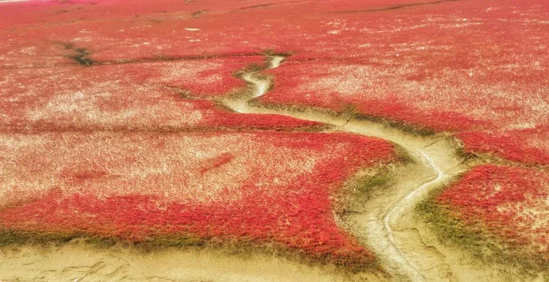 锦州大凌河红海滩,辽宁锦州凌海红海滩