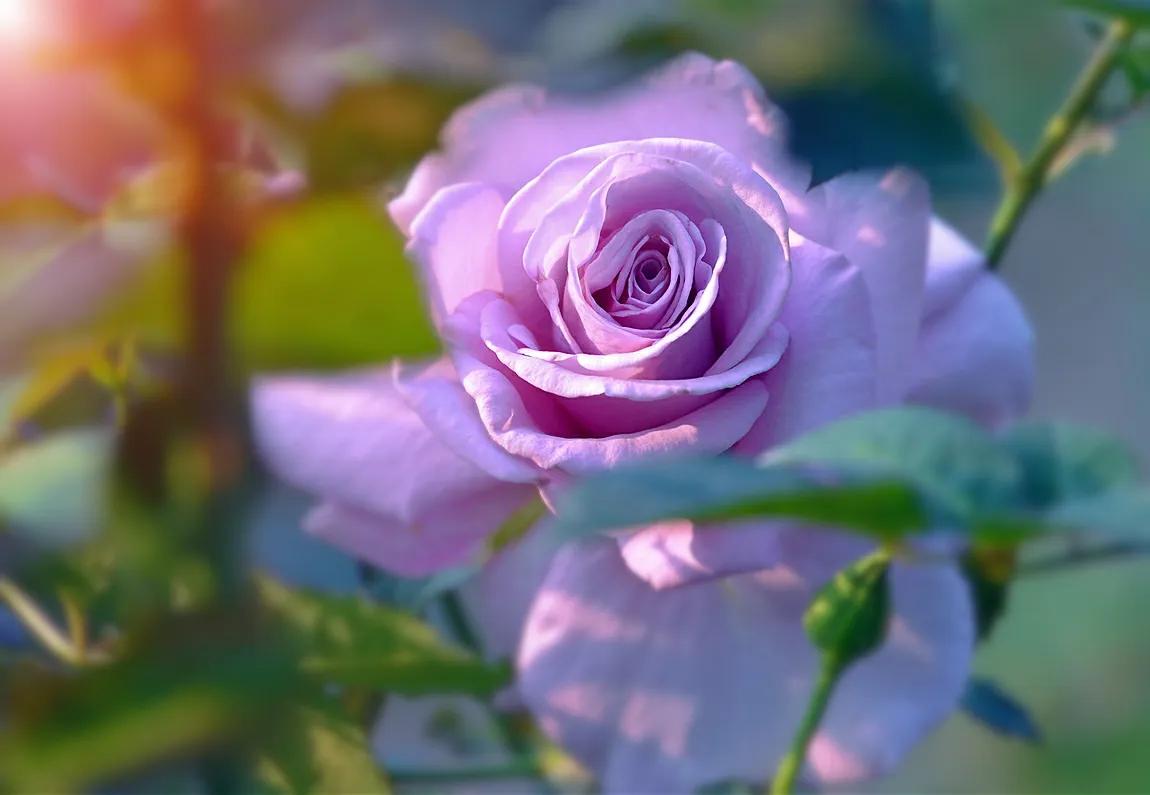 国色天香秀色可餐的美女 (秀色可餐与国色天香)