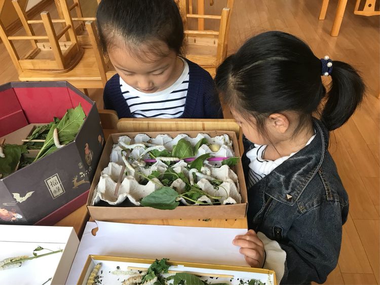 90后美女带娃客厅养七彩蚕，32天近距离观察吐丝结茧，发现新商机