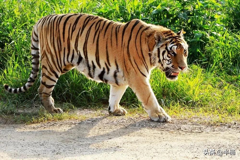 遇到老虎如何保命千万不要逃跑,在野外遇到老虎应该怎么自救