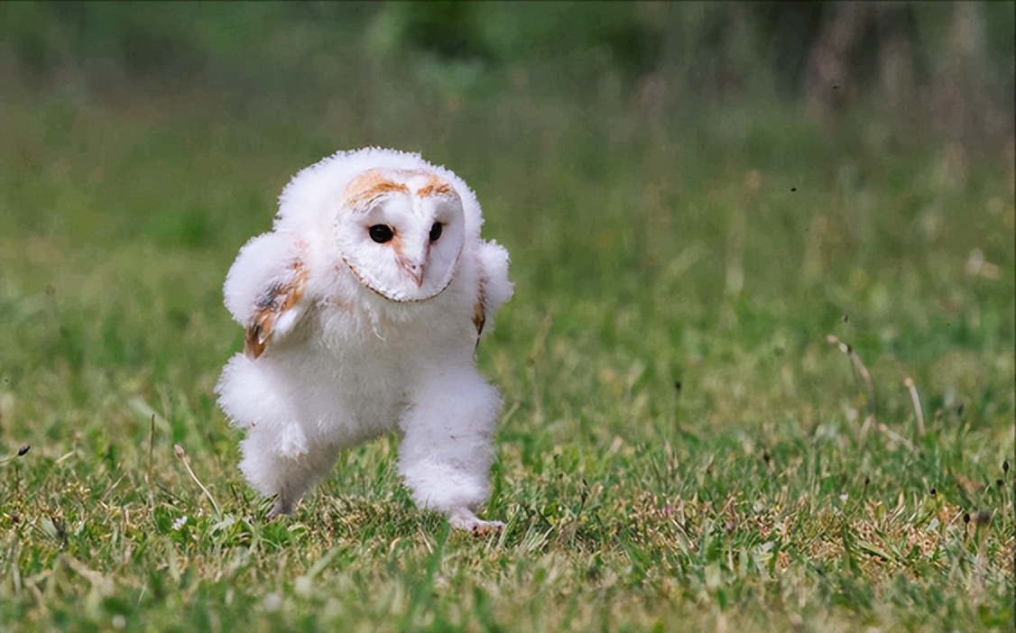 「科普」我国境内鸟类繁多,这40种罕见的鸟儿你都认识吗?