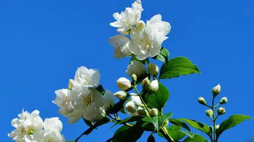 母亲节适合送女朋友妈妈花吗,母亲节送给妈妈礼物手工花