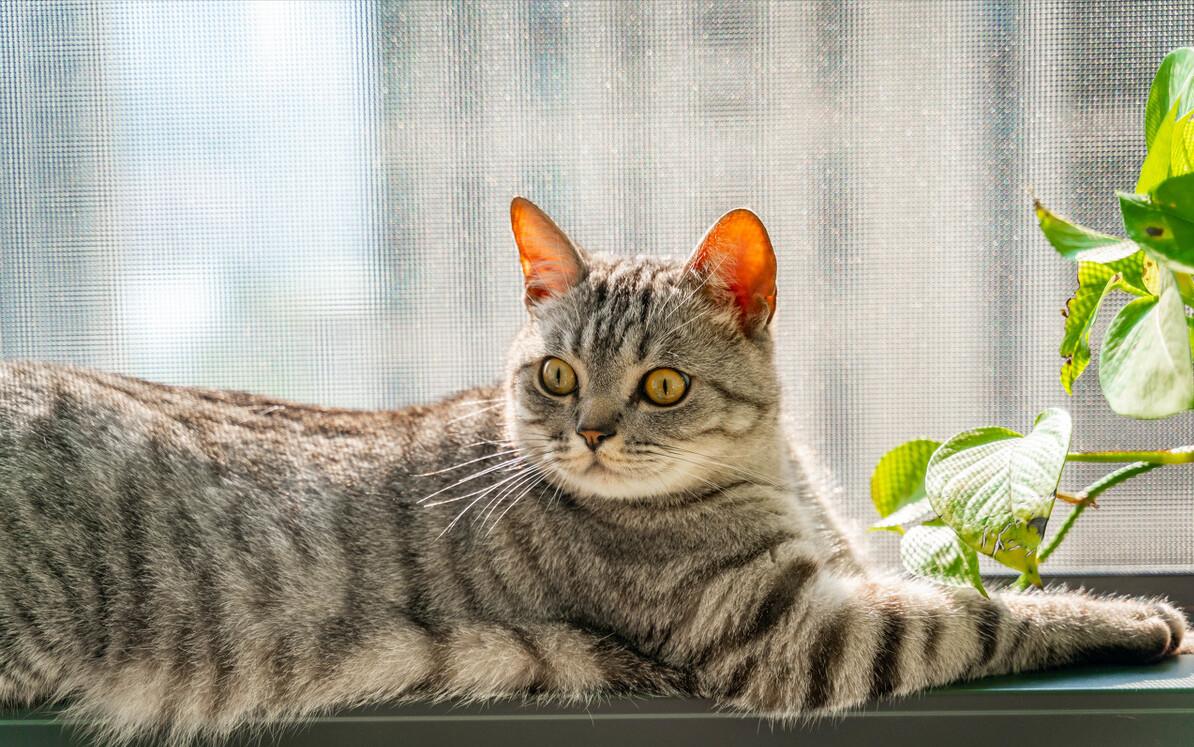 颜值超高的中华田园猫大科普,颜值爆表的8种中华田园猫