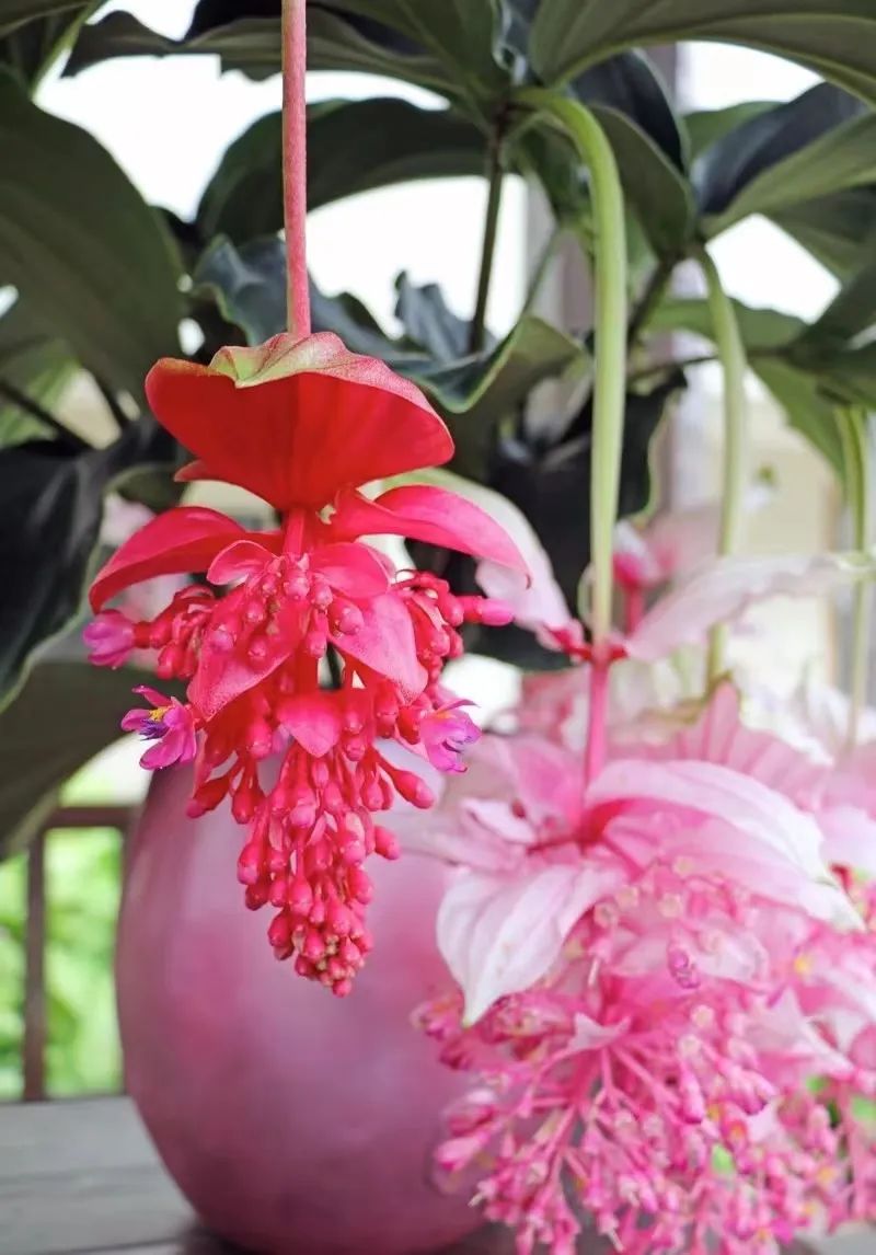 办公室花卉大气上档次,高端大气上档次花卉康乃馨