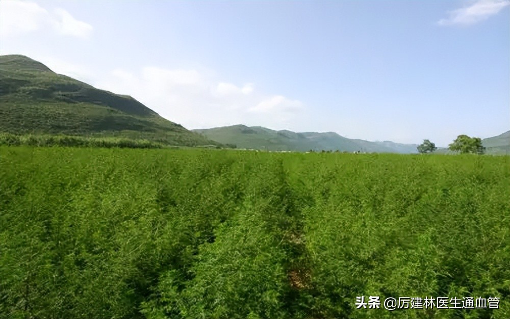 “除虫”十分有效的宝塔糖，为什么突然就消失了？