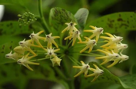 奇花异草是一道道亮丽的风景线,五彩缤纷的春天奇花异草