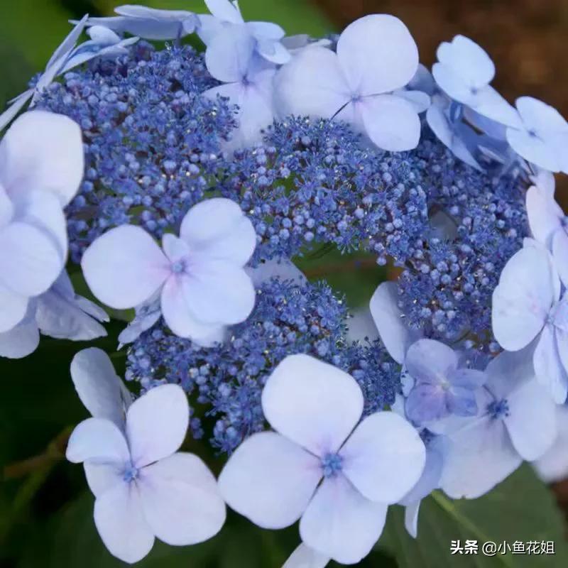 有一种花很好看但是很臭,名字很难听却很漂亮的花