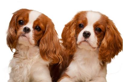 最粘人的六种狗,最忠诚粘人的狗有几种