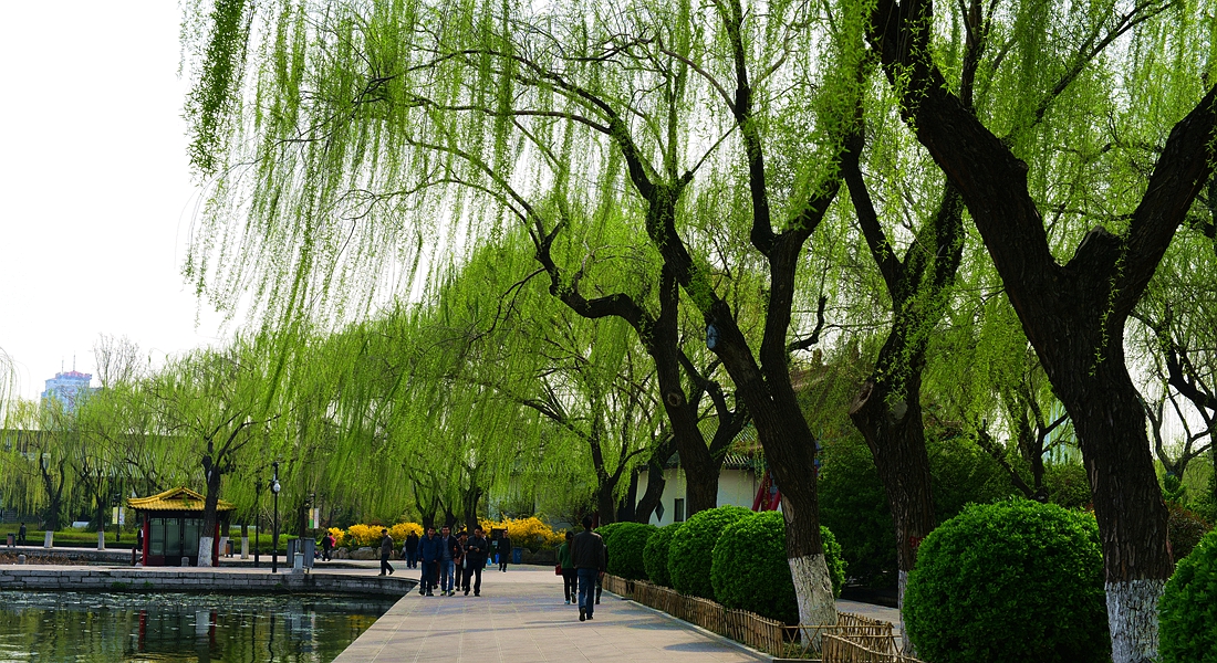 折柳寄情来自哪首古诗词,折柳寄深情