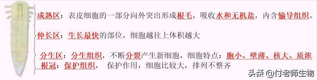初中生物七年级上册人教版,初中生物七年级上册实验视频