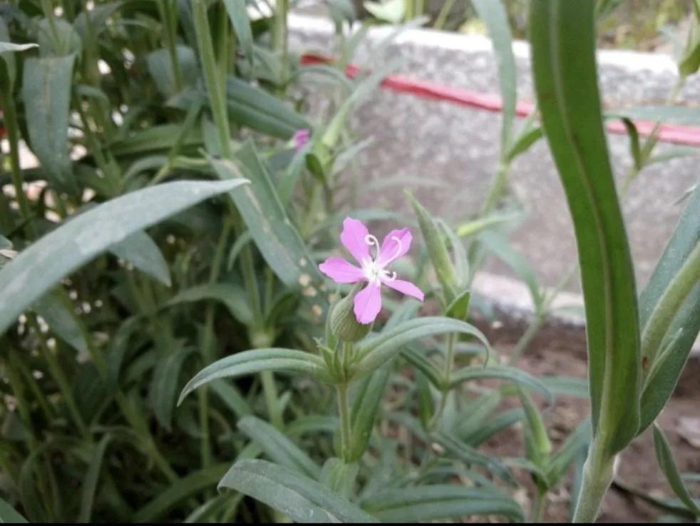 容易混淆的蔬菜,容易被混淆的蔬菜有哪些