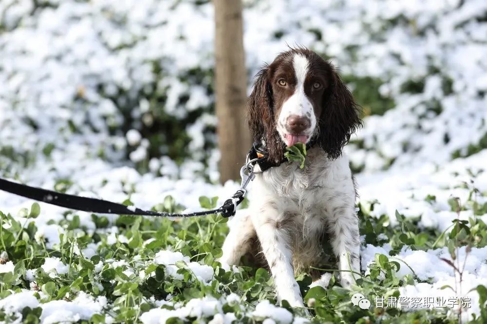 甘肃警察职业学院2024年招生计划,甘肃警察职业学院22年招生简章