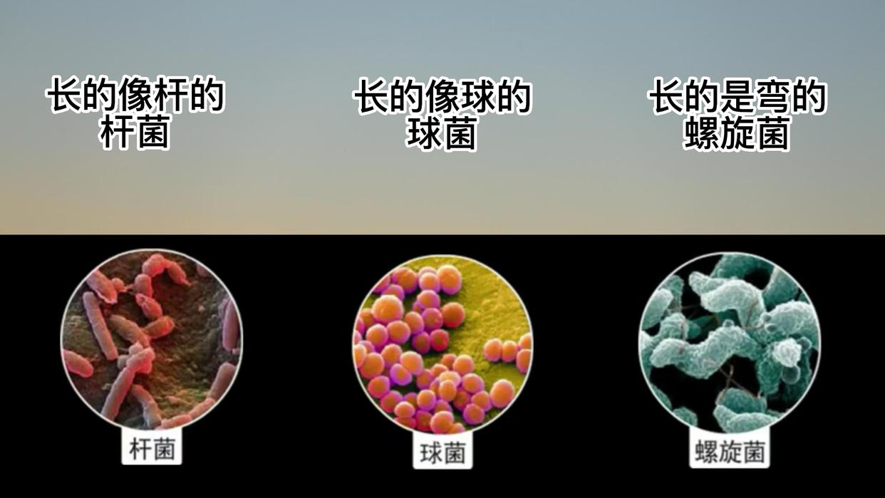 人体细菌数量是细胞数的多少倍,人体内的细胞和细菌数量哪个多