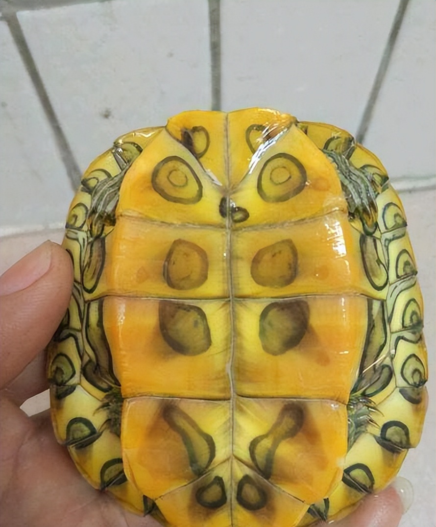 巴西龟在秋天咋养,巴西龟秋天怎么养