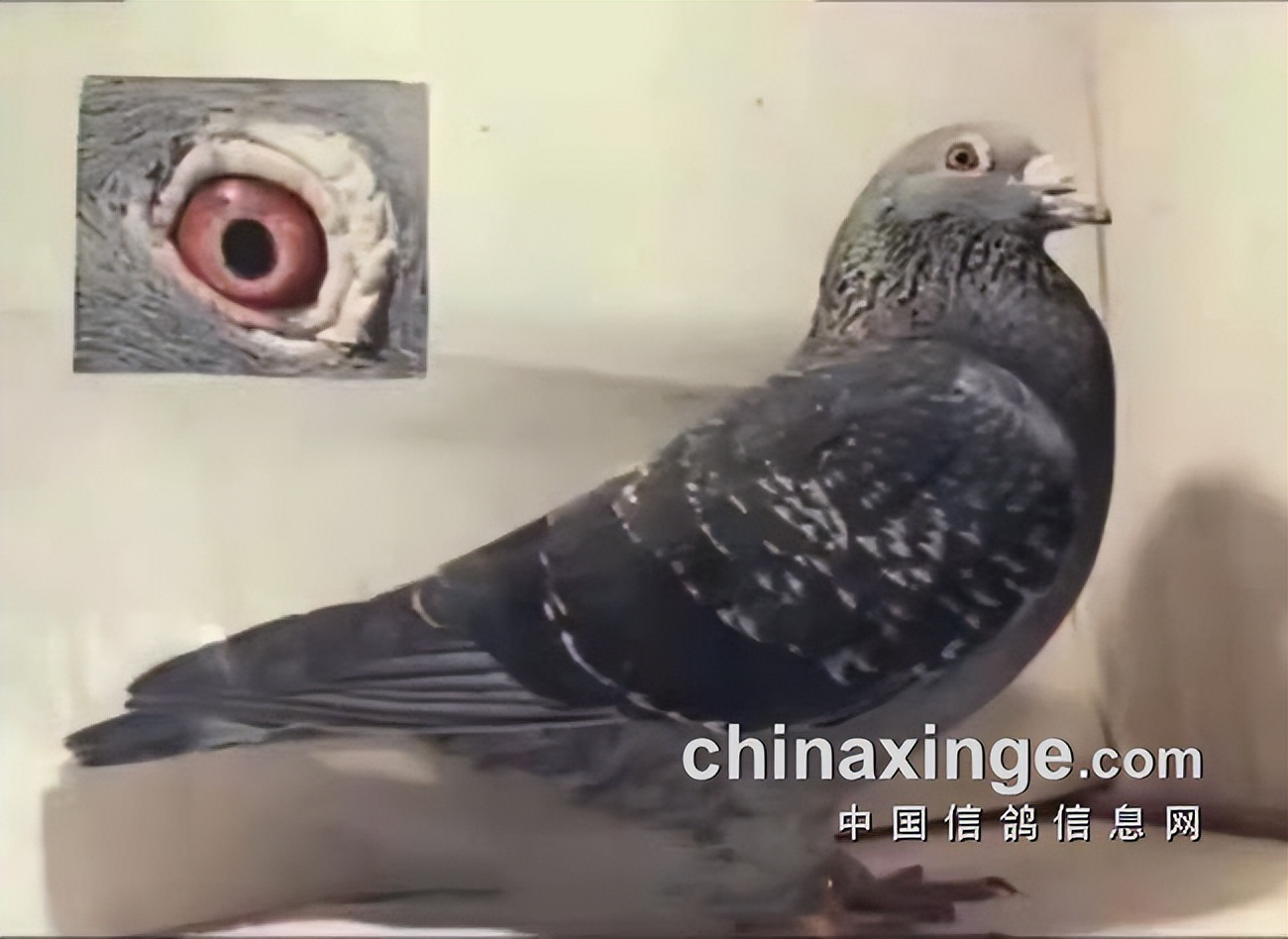 哈密超远程冠军信鸽图片,超远程赛鸽纪录