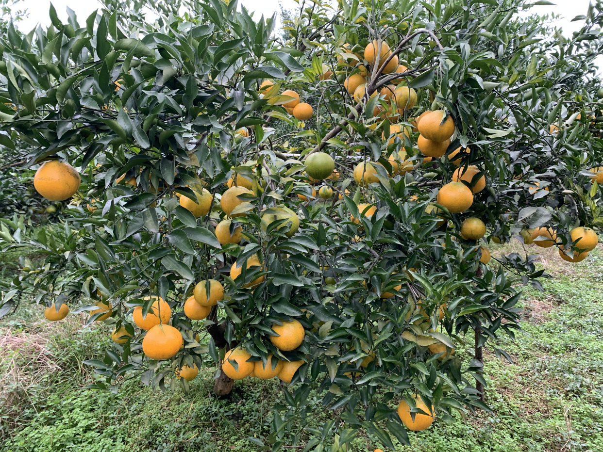 2017年最有前景柑橘是哪个品种,目前柑橘在市场什么品种最好