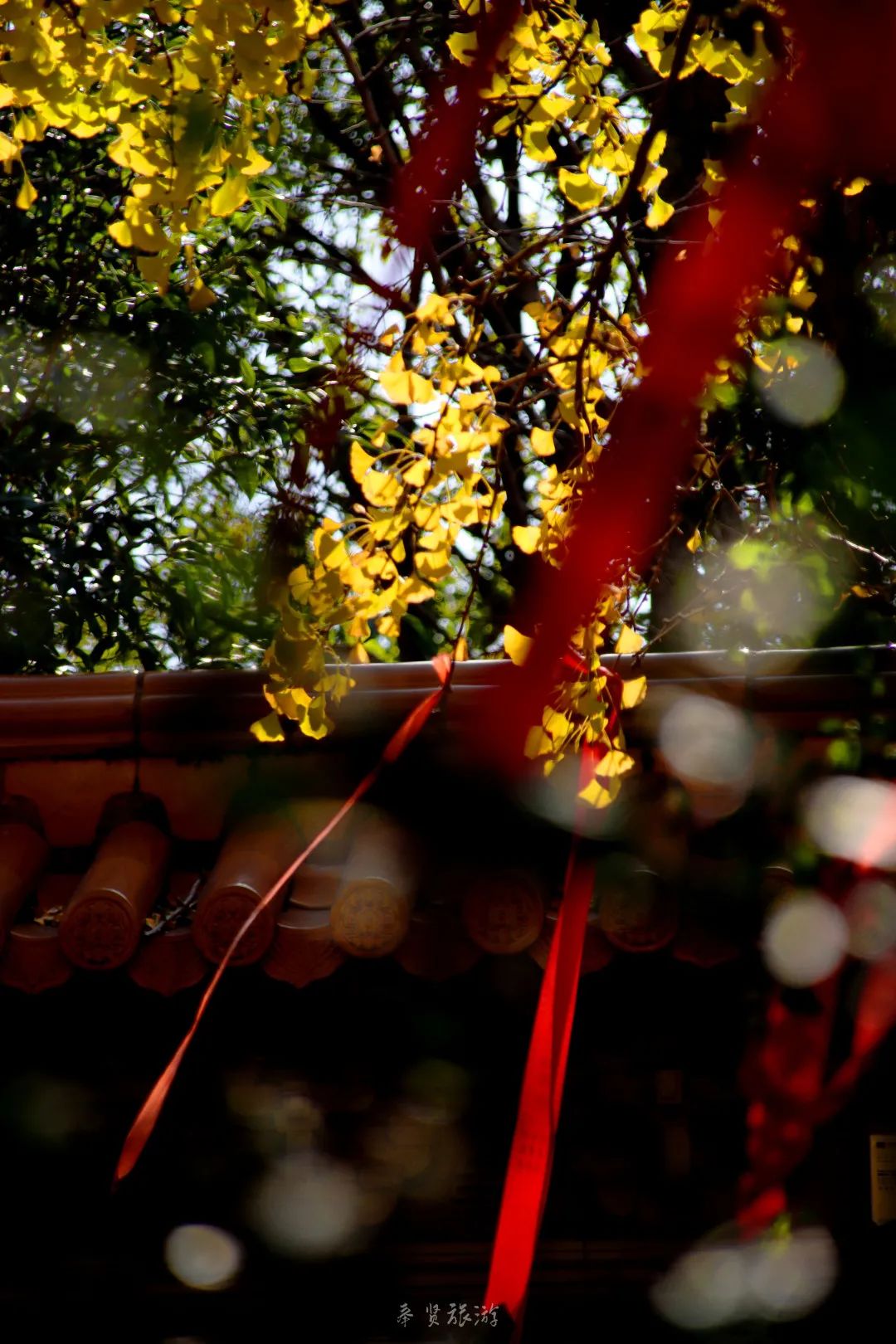 二严寺万佛阁银杏黄啦~古刹银杏，来领取奉贤最禅意的浪漫