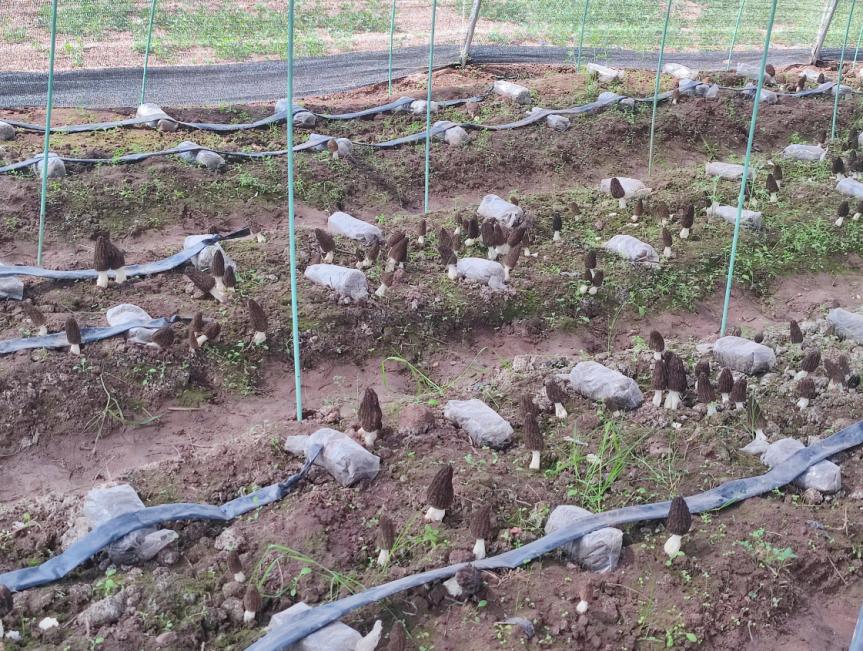 食用菌种植助力乡村振兴,乡村振兴食用菌产业计划书