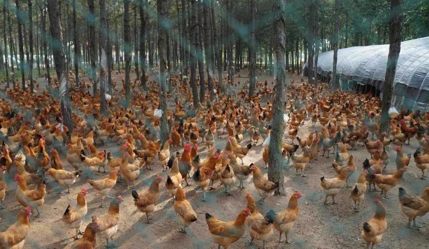 农村搞养殖能赚钱吗,农村养殖什么不愁销路且利润大