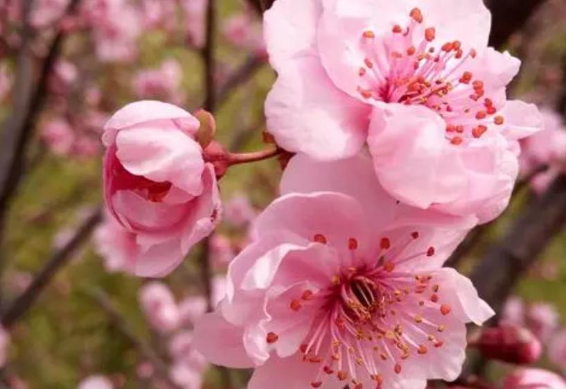 郑州春天去哪里旅游,郑州周边适合春天去的地方